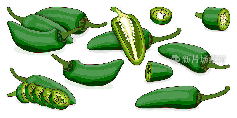 Set with whole, half, quarter, slices of Green Jalapeño chili peppers. Jalapeno. Capsicum annuum. Chili pepper. Vegetables. Cartoon style. Vector illustration isolated on white background.